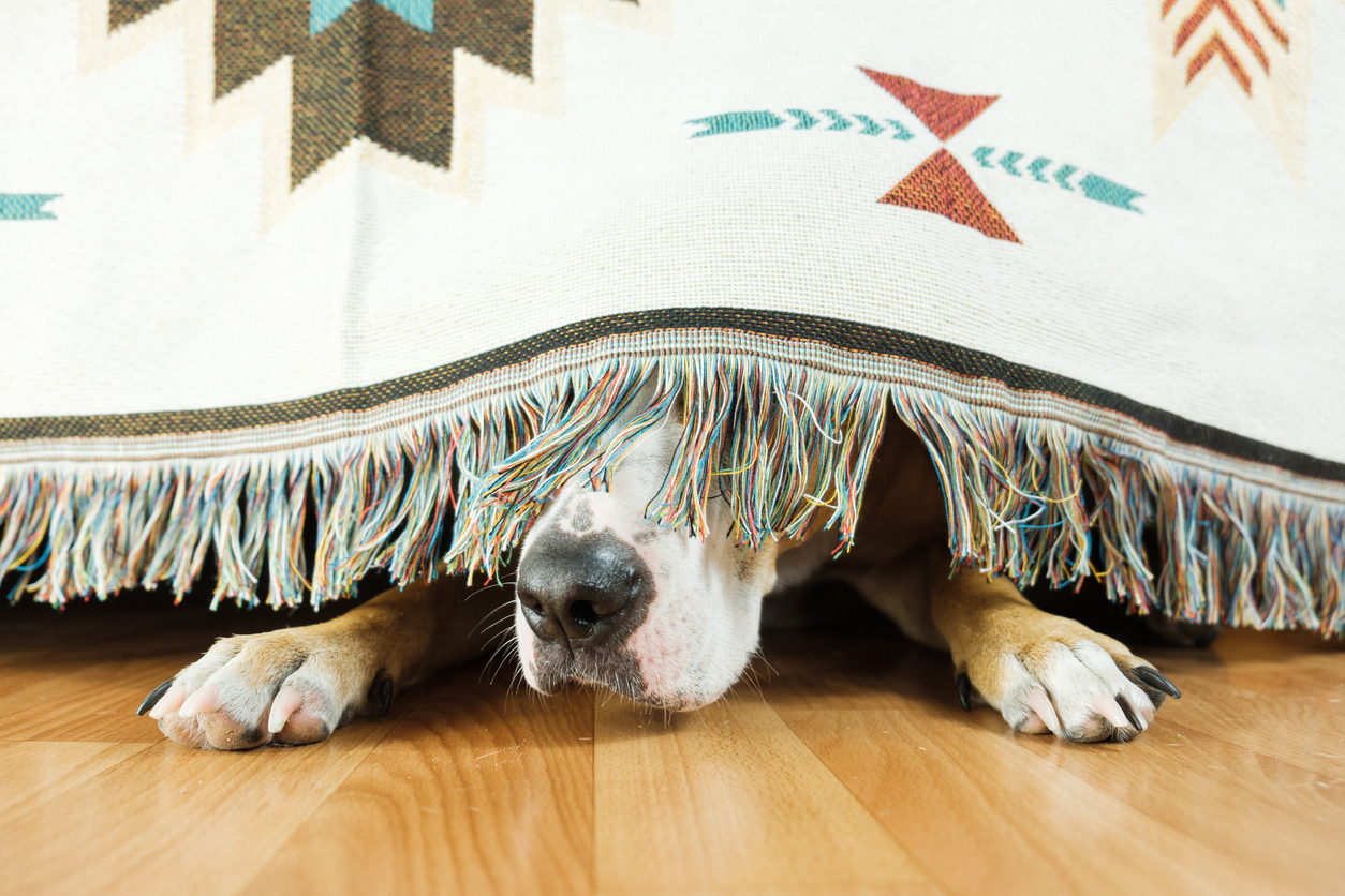 Chien effrayé qui se cache sous un lit