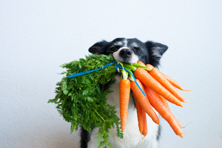 Chien tenant un bouquet de carottes dans la gueule