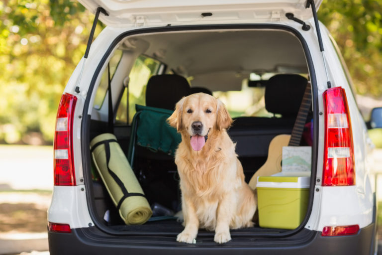 Chien dans le coffre de la voiture pour partir en vacances