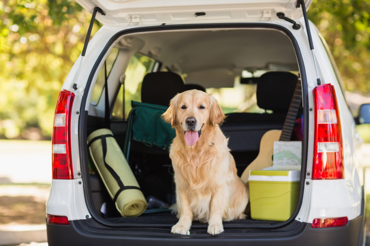 Chien dans le coffre de la voiture pour partir en vacances