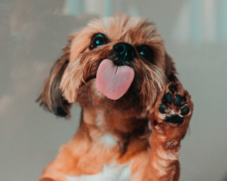 petit chien qui lèche une vitre