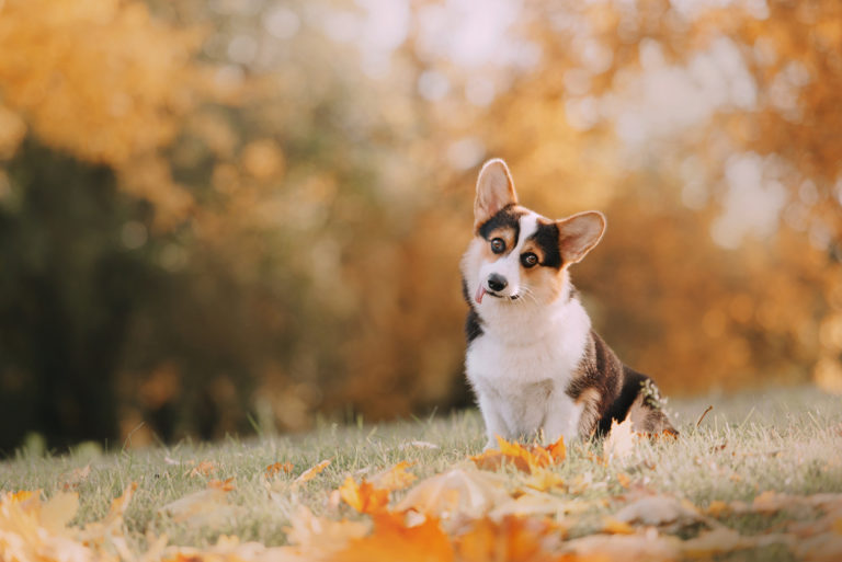 chien Corgi Pembroke