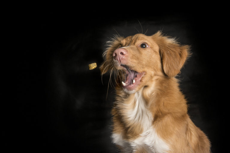 chien qui attrape une friandise au vol