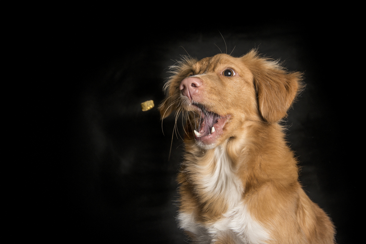 chien qui attrape une friandise au vol