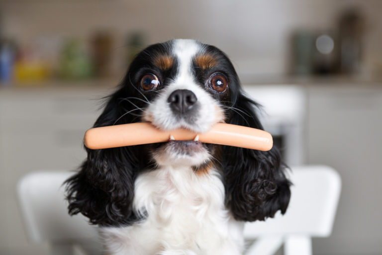 chien avec une saucisse dans la gueule