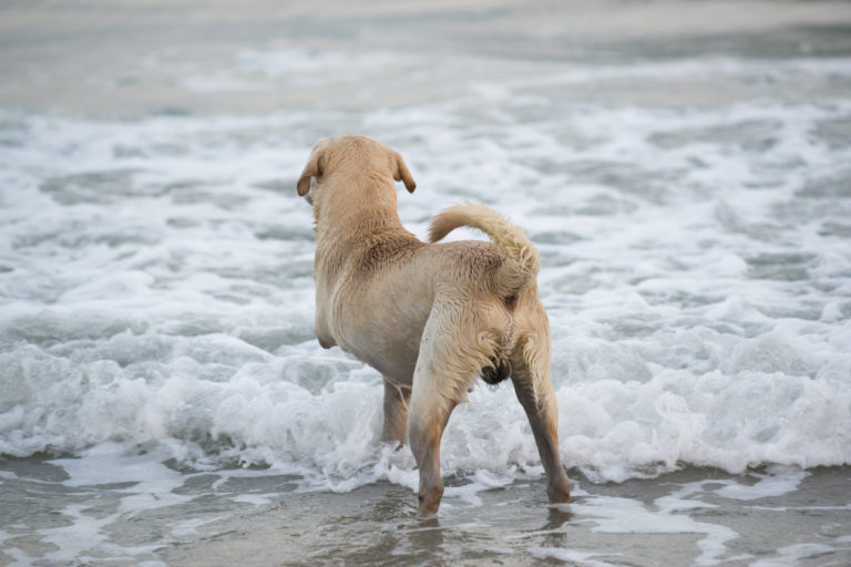 Chien dans la mer
