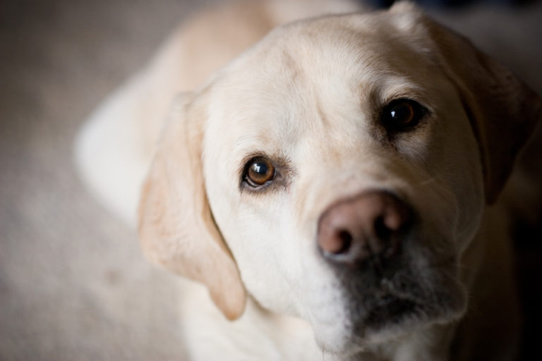 Portrait labrador