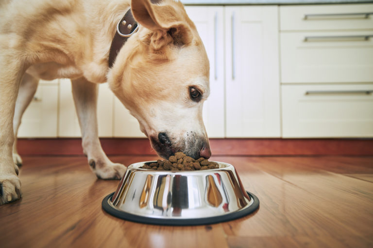 Chien qui mange ses croquettes dans sa gamelle