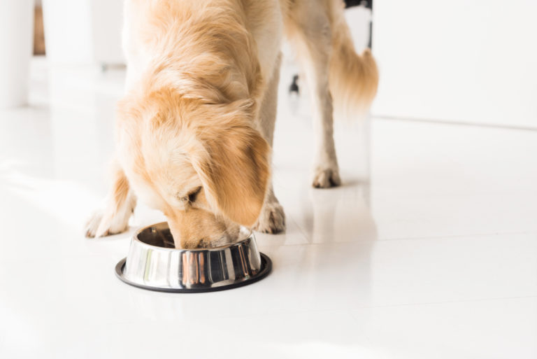 Chien qui mange sa gamelle de croquettes