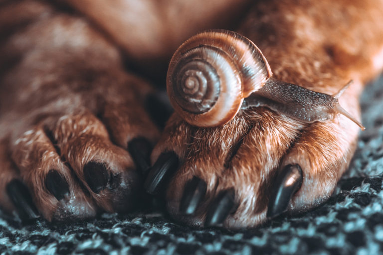 Escargot sur les pattes d'un chien