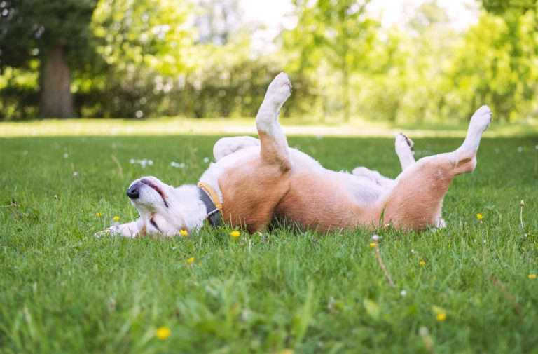 Chien heureux qui se roule dans l'herbe
