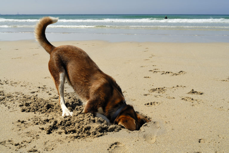 Chien qui creuse dans le sable