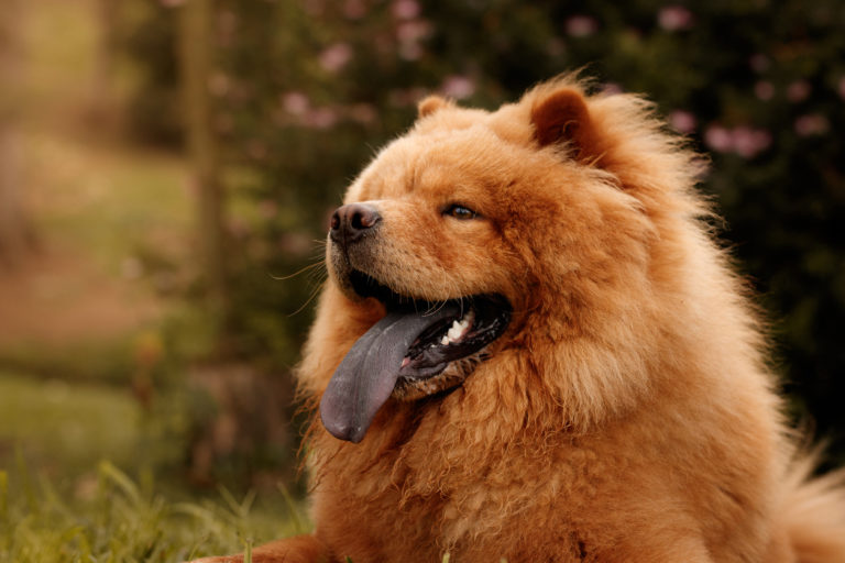 Chien atypique