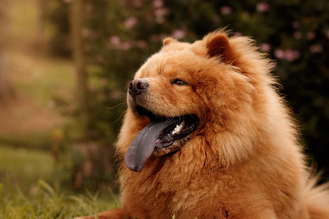 Chien atypique