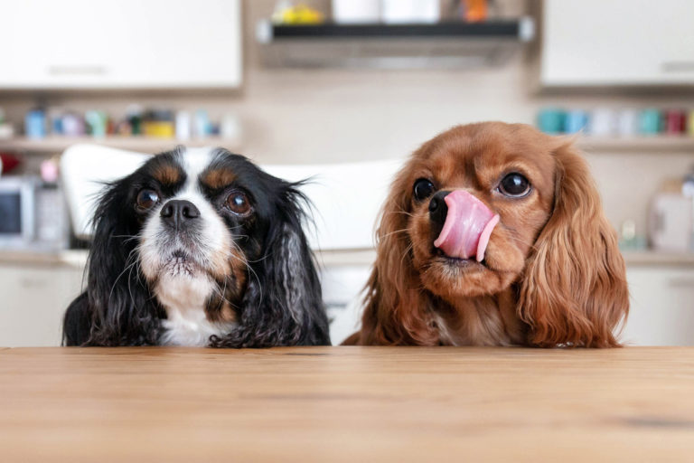 Deux petits chiens qui demandent une friandise