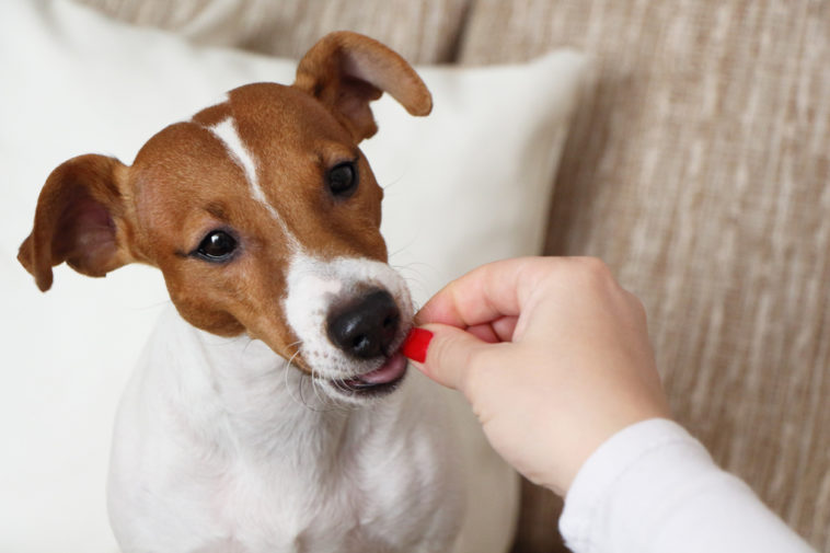 Faire Maigrir Son Chien Avec Des Haricots Verts