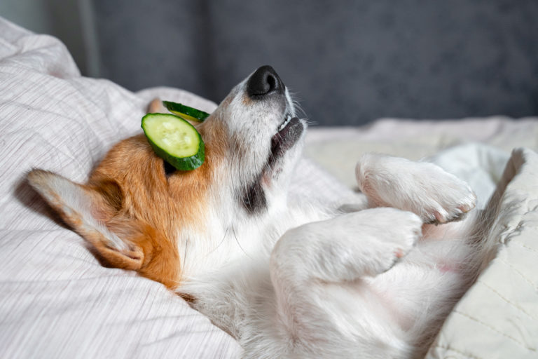 Chien allongé avec des tranches de concombre sur les yeux
