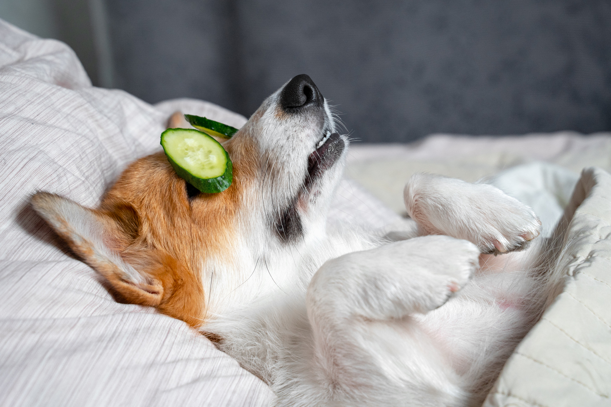 Chien allongé avec des tranches de concombre sur les yeux