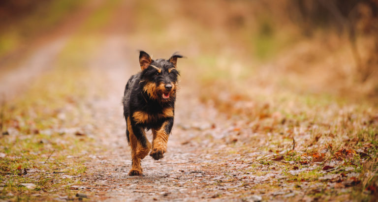 chien Jagdterrier qui court sur un chemin