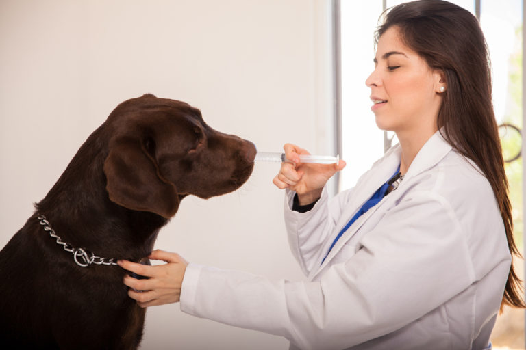Chien prenant un médicament dans une seringue