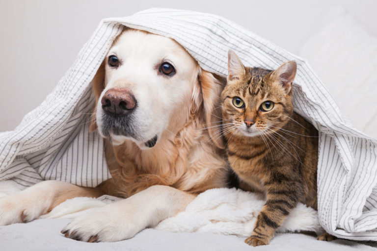 Chien et chat sous la couette