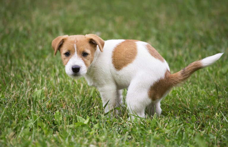 Chien qui fait ses besoins dehors dans l'herbe