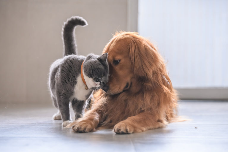 Chien t chat se faisant un câlin