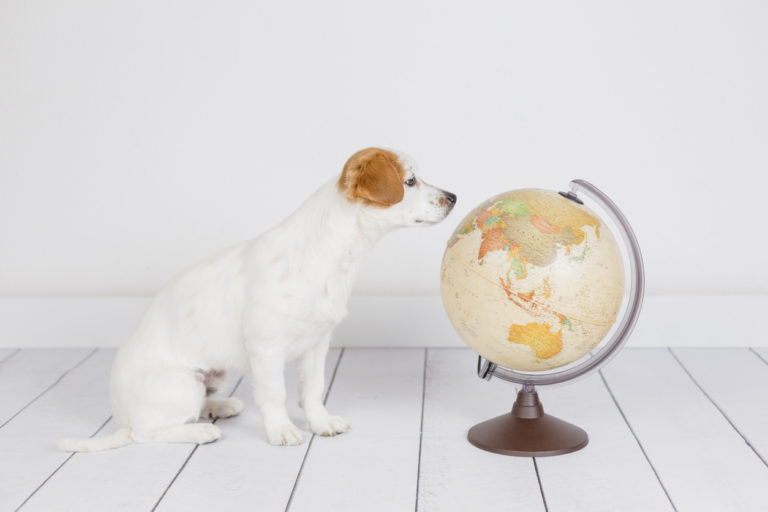 petite chien qui regarde une map monde