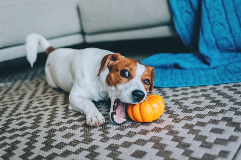 chiot en train de manger une mini courge