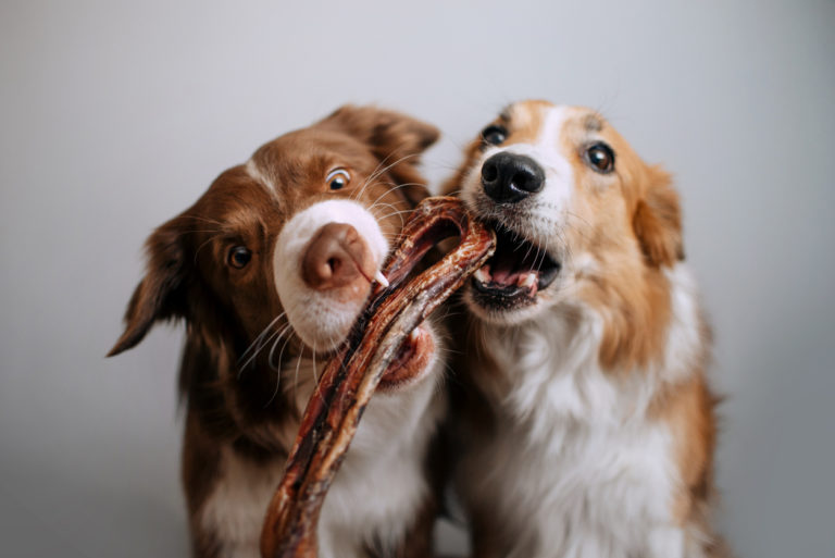 deux chiens en train de mâcher une friandise
