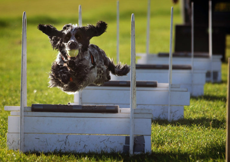 chien en train de faire du flyball