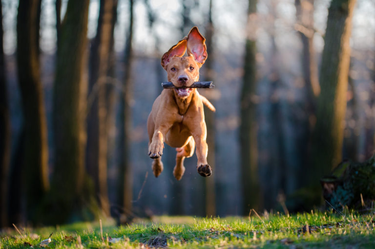 chien qui court avec un bâton dans la gueule