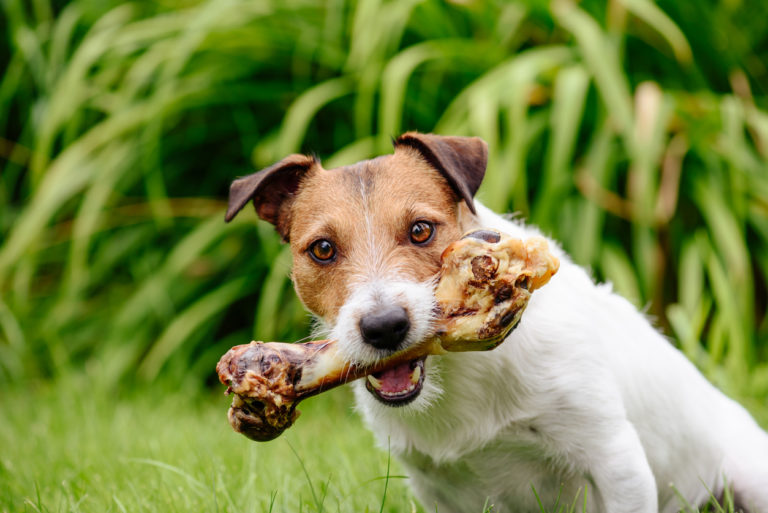 chien avec un os dans la gueule