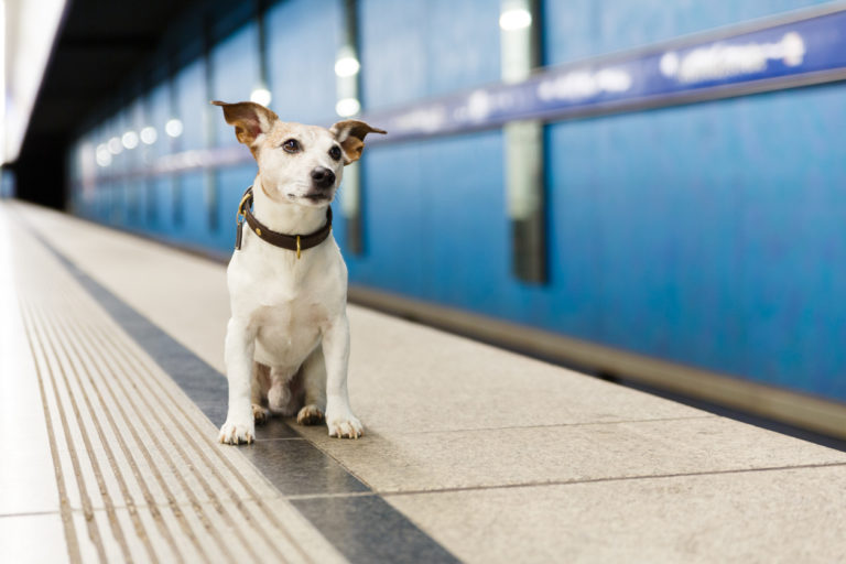 chien sur le quai du métro