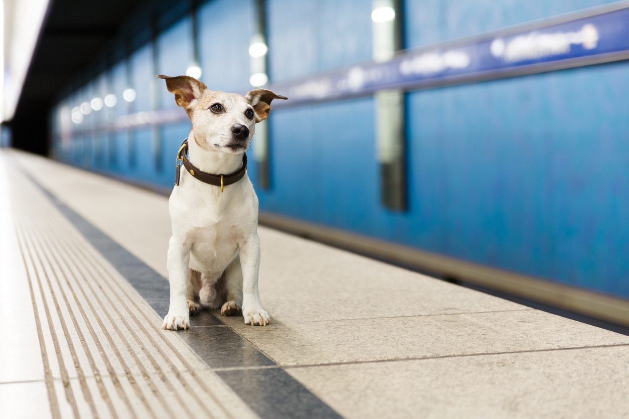 chien sur le quai du métro
