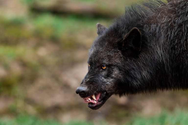 portrait d'un loup qui grogne
