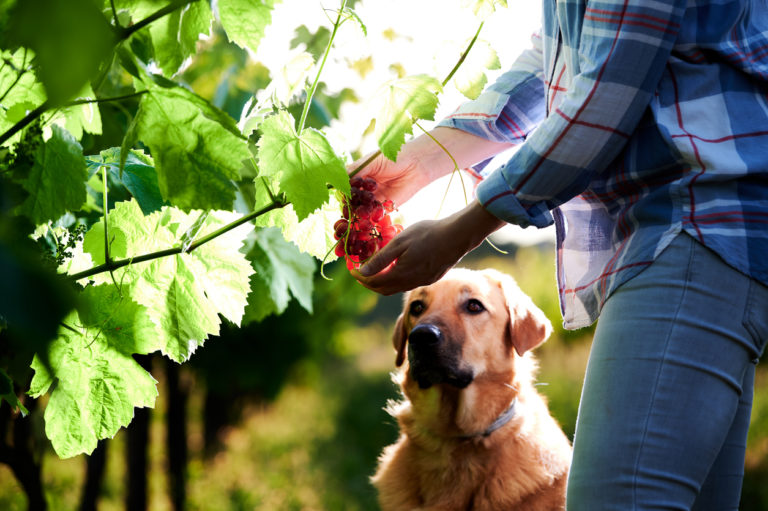 chien qui regarde une grappe de raisin dans les mains de sa maitresse au milieu des vignes