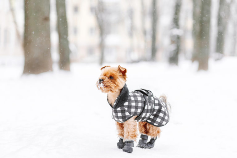 chien avec des chaussures dans la neige