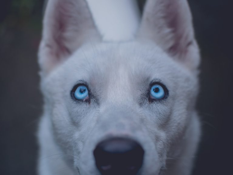 chien blanc avec yeux bleus