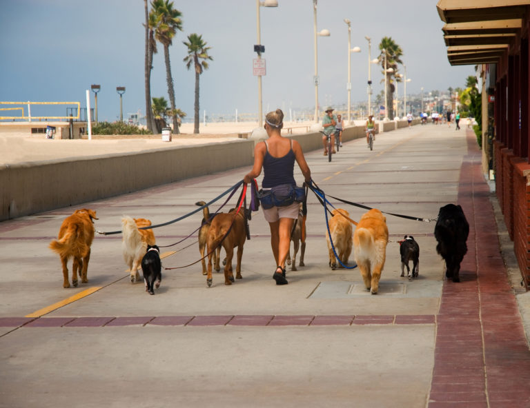 pet sitter en train de promener des chiens
