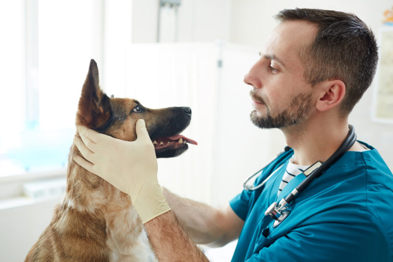 vétérinaire en train d'examiner un chien