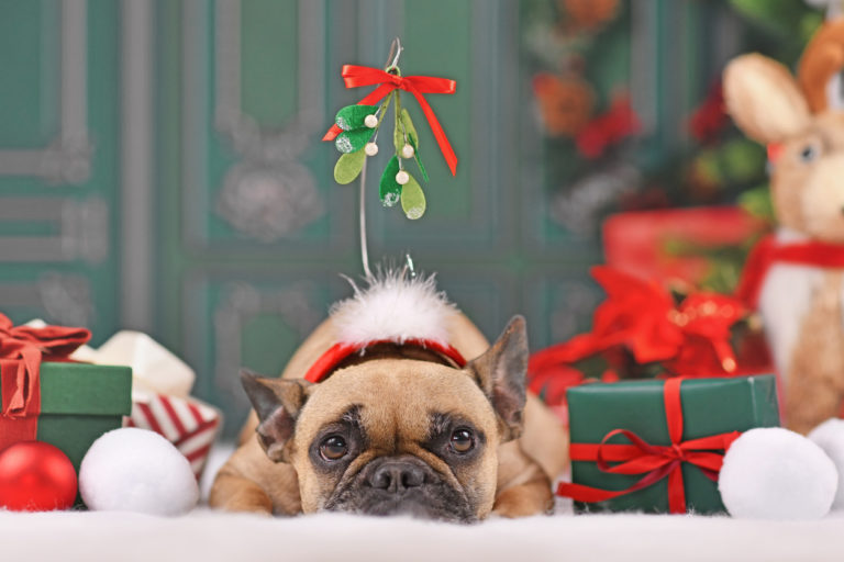 petit chien bouledogue sous un rameau de gui
