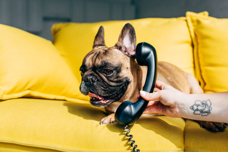 chien avec un téléphone