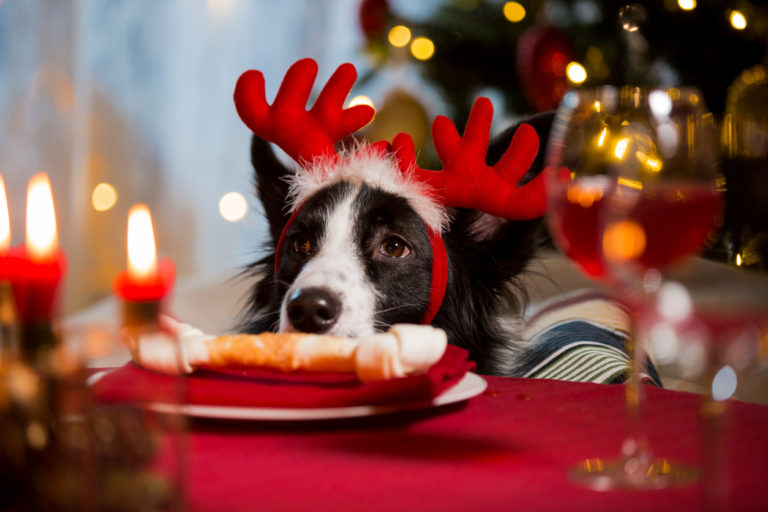 chien assis sur une chaise autour de la table de Noël