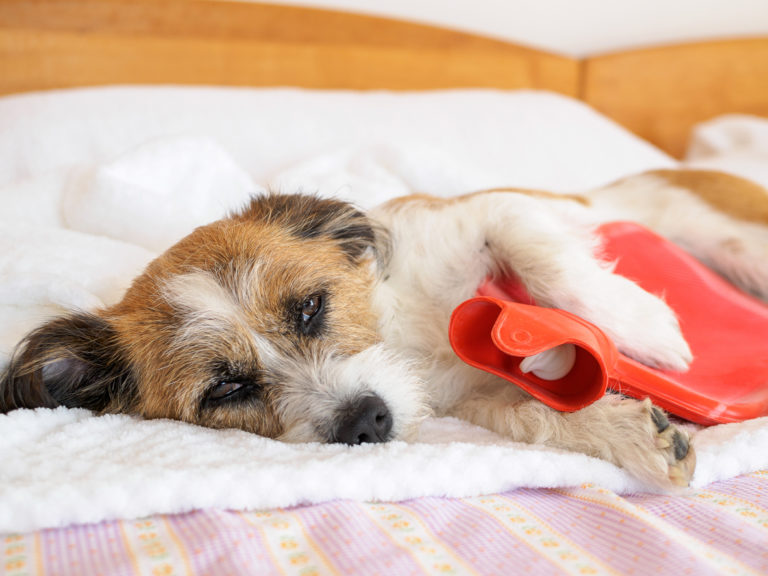 chien avec une bouillotte rouge