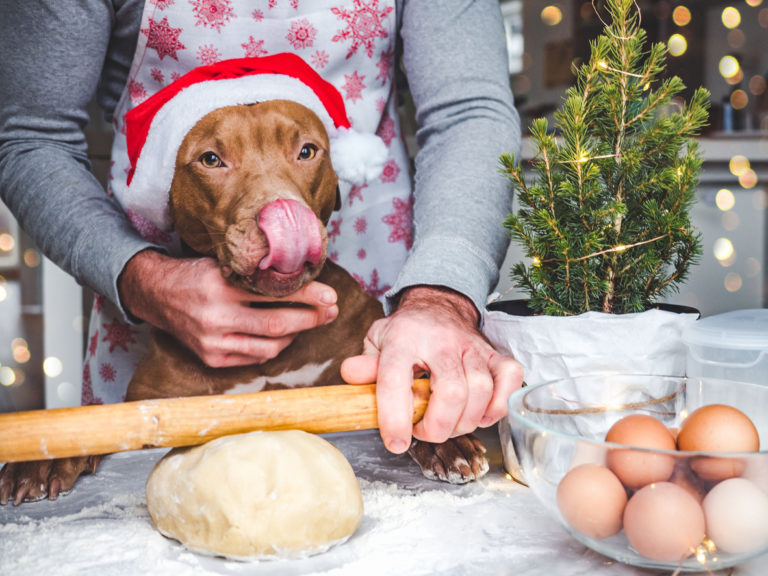 chien en train de faire de la pâtisserie avec son maitre