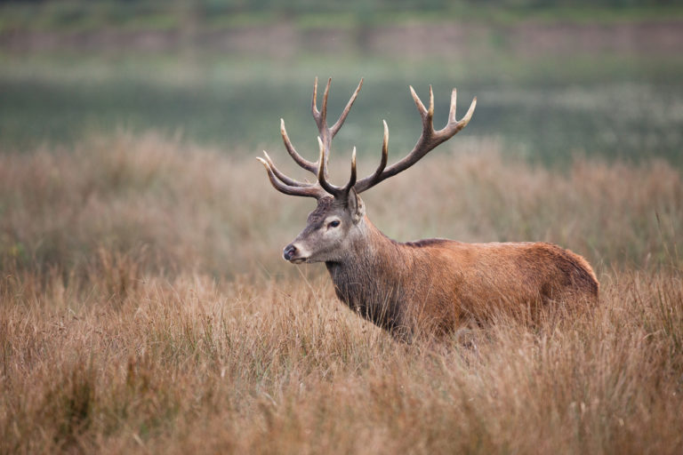 cerf dans un champ