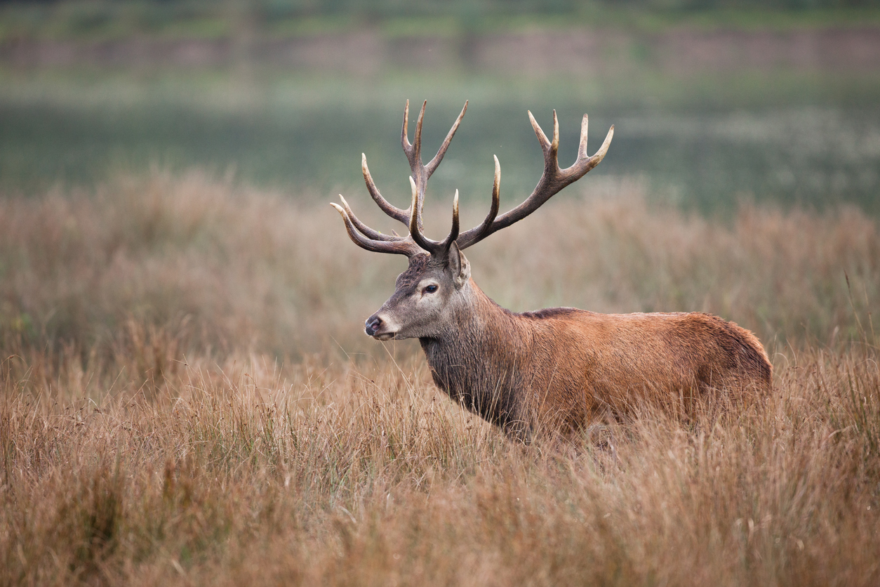 cerf dans un champ
