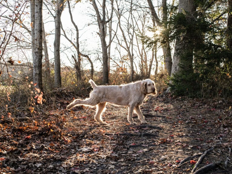 chien en train de frotter ses pattes au sol