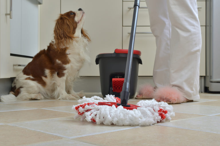 chien cavalier King Charles dans la cuisine avec une personne qui passe la serpillière